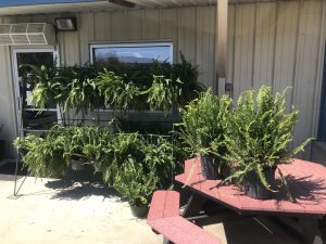 All Ferns $14.49 (March 31-April 4)